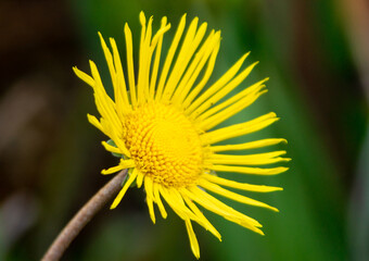 Bright Yelow Daisy