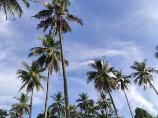 Fototapeta na wymiar Coconut Trees In Summer