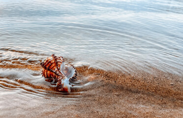 Closeup sand with sea shells. Conch shells at the beach, selective focus. Coast background