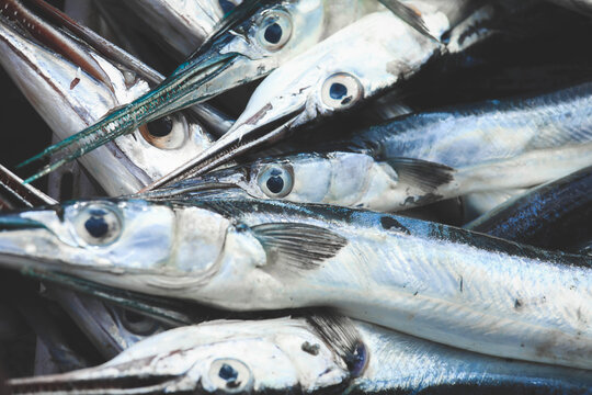 Selective focus on the eyes of  fresh ribbonfish (Trichiurus lepturus) are on sale at seafood market in Bali