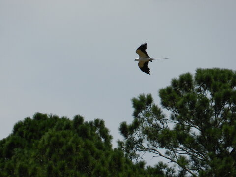 A swallow tail scissor tail kite soaring with grace and elegance in the southern sky
