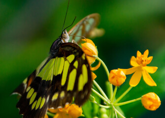 Sucking on the Nectar
