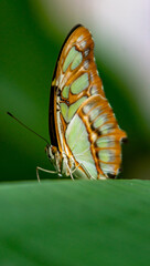 Fototapeta na wymiar Pastel Butterfly