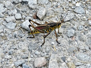 Huge colorful southern USA cricket grass hopper