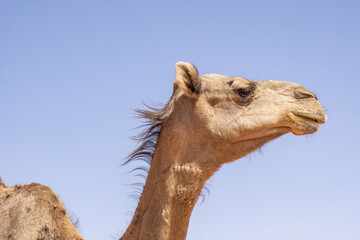 Close-up portrait of a one-humped camel (Camelus dromedarius), Chad, Africa
