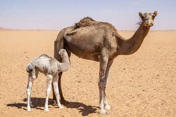 Portrait of a baby camel and his mother in the desert of Chad