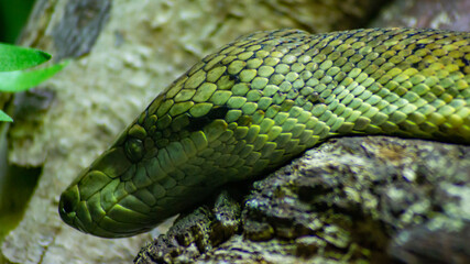 Fototapeta premium Dangerous Looking Green Snake