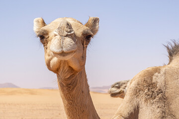 Close-up portrait of a one-humped camel (Camelus dromedarius), Chad, Africa