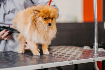 Professional care for the dog Pomeranian Spitz in the grooming salon.