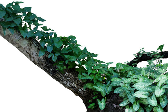 Green variegated leaves Syngonium the tropical rainforest plant and jungle vines creeping plants bush climbing on rainforest tree trunk isolated on white background, clipping path included.