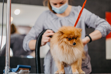 Professional care for the dog Pomeranian Spitz in the grooming salon.