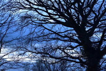 Silhouettes of trees against the sky at dusk, England