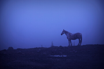 Obraz na płótnie Canvas feral horse at dawn