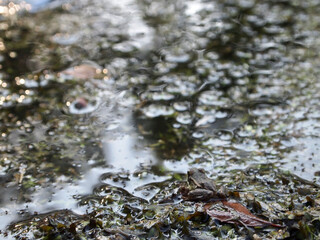 water drops on the rocks