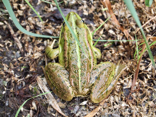 frog in the grass