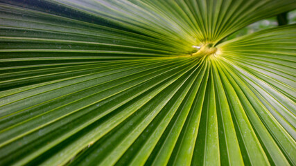 Obraz premium Leaf Folds