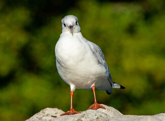 Looking Seagull