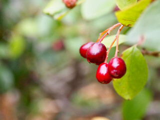 red currant berries