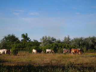 cows in a field