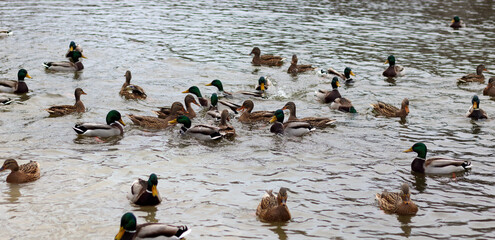 Group of wild ducks in water of the pond in the park. Mallard ducks (Anas platyrhynchos) in the wild.