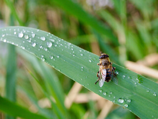 bee on a leaf