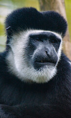 Monkey Looking Angry