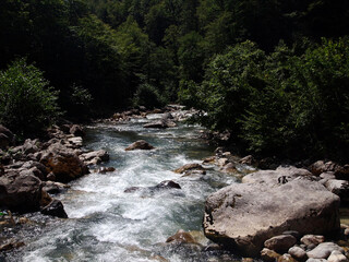 river in the forest