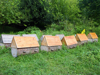 bee hives in the forest