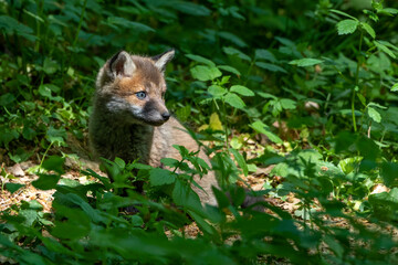 Rotfuchs (Vulpes vulpes), Jungfuchs