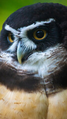 Obraz premium Owl Close Up