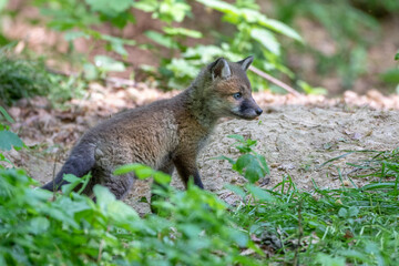 Rotfuchs (Vulpes vulpes) Junger