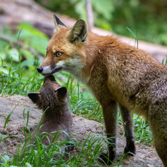 Rotfuchs (Vulpes vulpes) mit Jungen