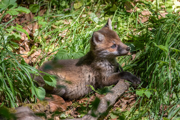 Rotfuchs (Vulpes vulpes) Junger