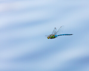 Emperor dragonfly or blue emperor (Anax imperator)