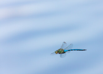 Emperor dragonfly or blue emperor (Anax imperator)