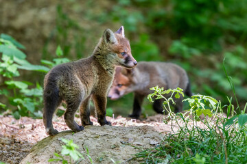 Rotfuchs (Vulpes vulpes), Jungfüchse