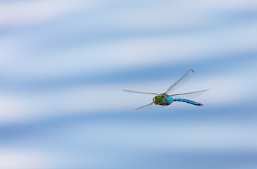 Emperor dragonfly or blue emperor (Anax imperator)