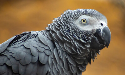 Smiling Grey Parrot