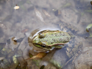 frog in water