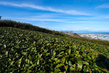 日本静岡の茶畑