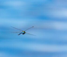Emperor dragonfly or blue emperor (Anax imperator)