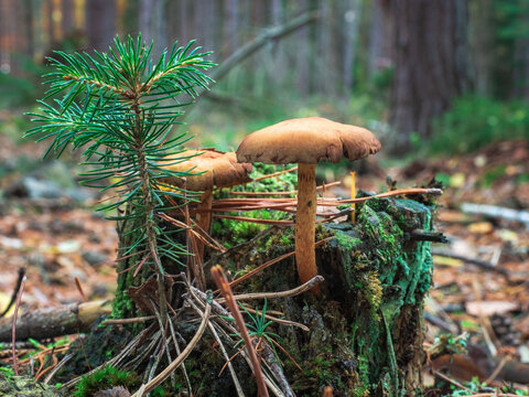 Closeup of webcap mushrooms and young spruce tree growing on small trunk covered with moss. Cortinarius, Picea abies. Selective focus, blurred background.
