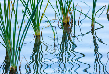 Obraz premium Emperor dragonfly or blue emperor (Anax imperator)