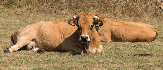 Veau Aubrac à La Chaze-de-Peyre, France