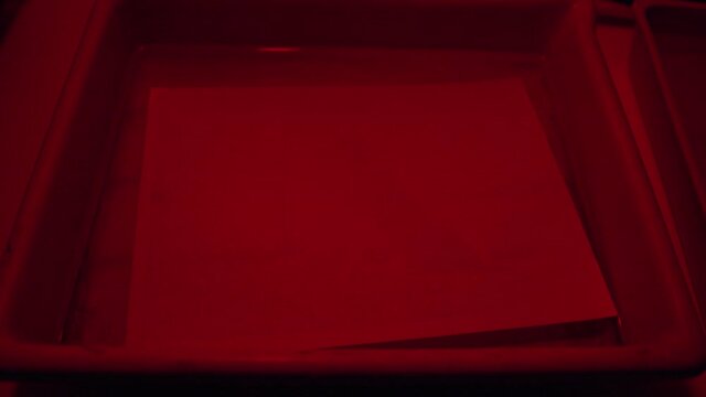 Darkroom laboratory photography developing black and whit monochrome photo print under red light