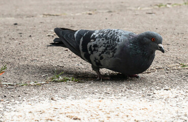 Pigeons on the street eat oatmeal porridge. Birds in autumn.