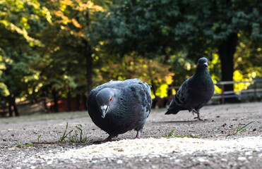 Obraz premium Pigeons on the street eat oatmeal porridge. Birds in autumn.