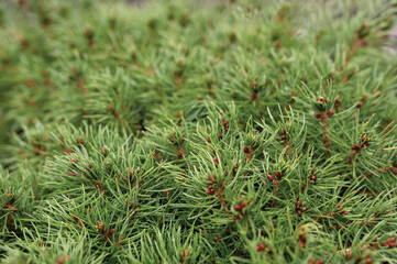 Closeup of Christmas-tree background. Pine Texture. Selective focus.	
