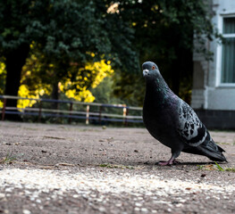 Pigeons on the street eat oatmeal porridge. Birds in autumn.