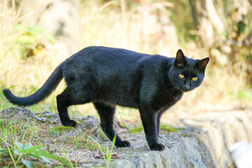 カメラを見つめる黒猫